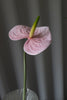 Bloom Objects Kunstig Naturtro Anthurium Blomsterstilk Pink